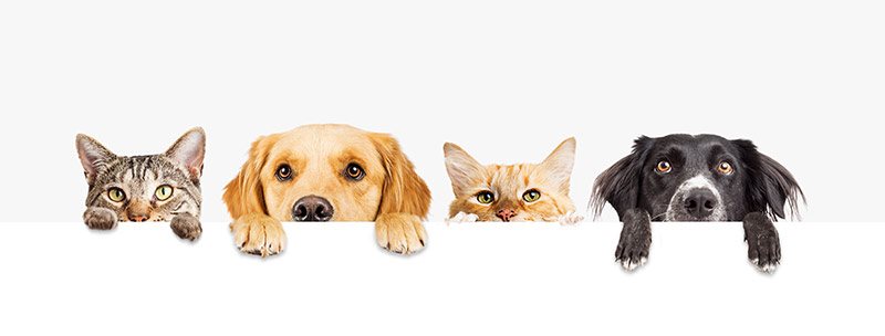 Pet owner segmentation study