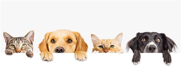 Pet owner segmentation study